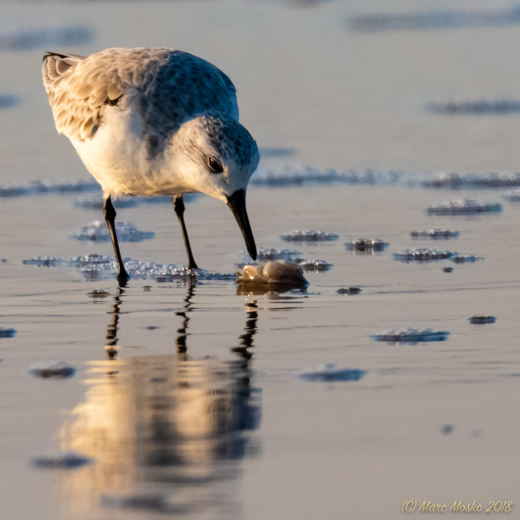 Western Sandpiper checking out a possible snack