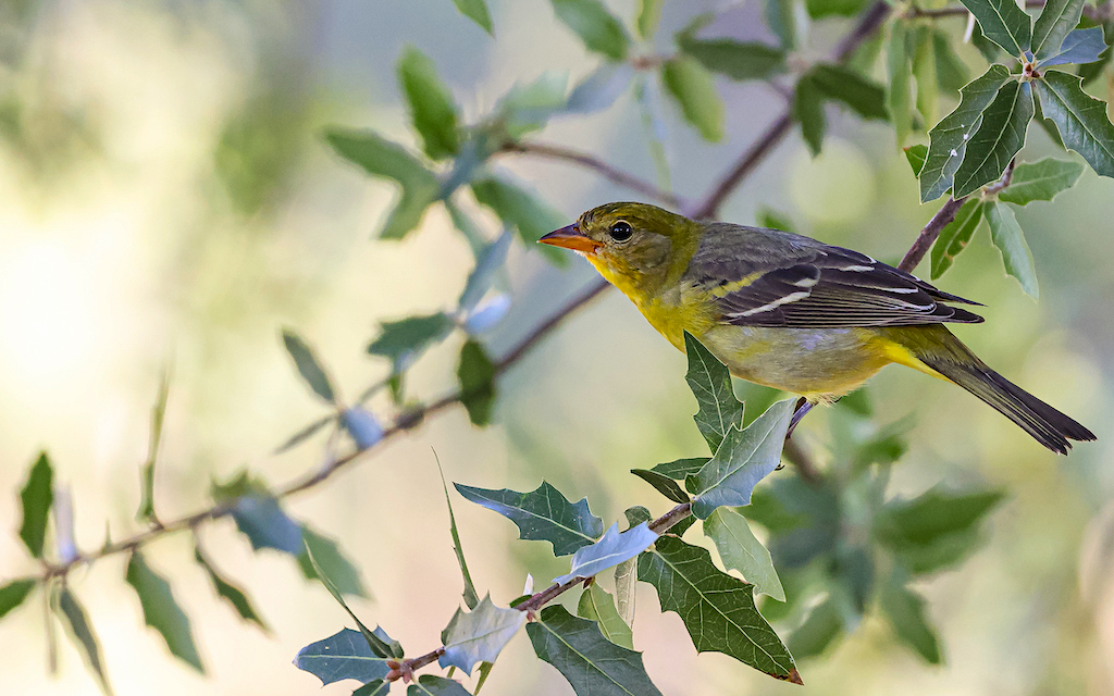 Western Tanager (female).jpg