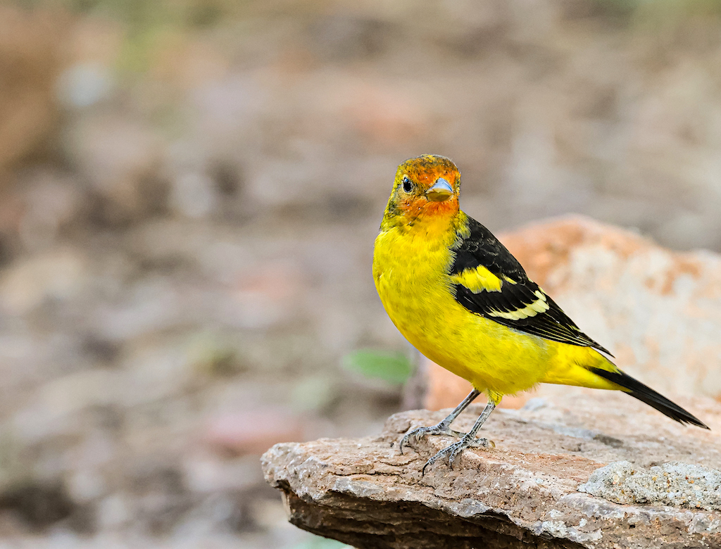 Western Tanager (male).jpg