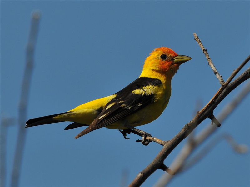 Western Tanager