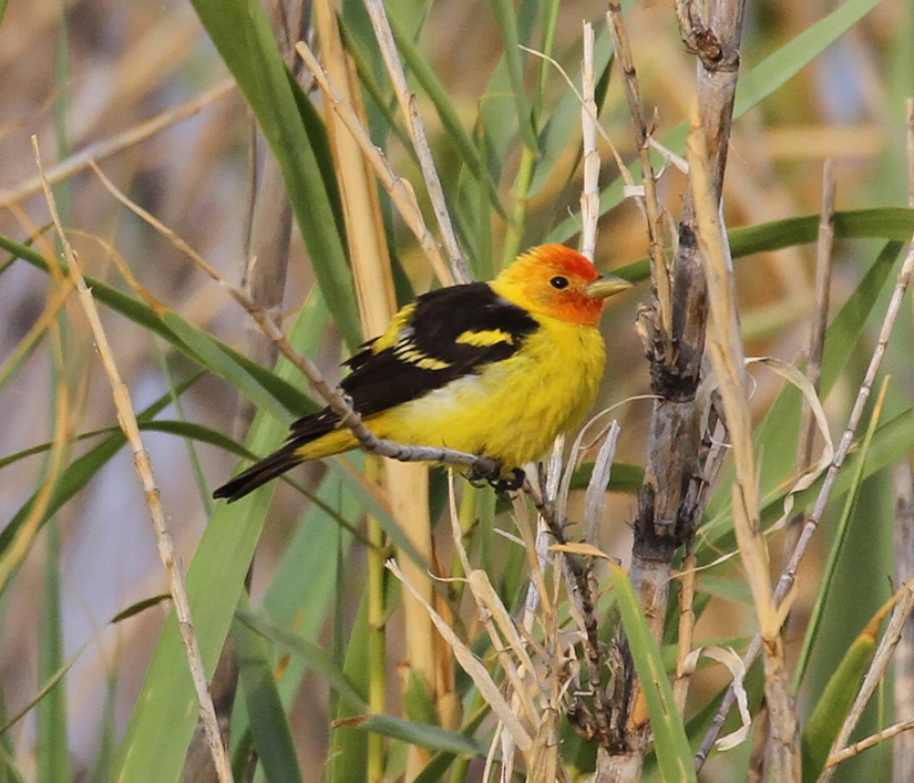 Western Tanager