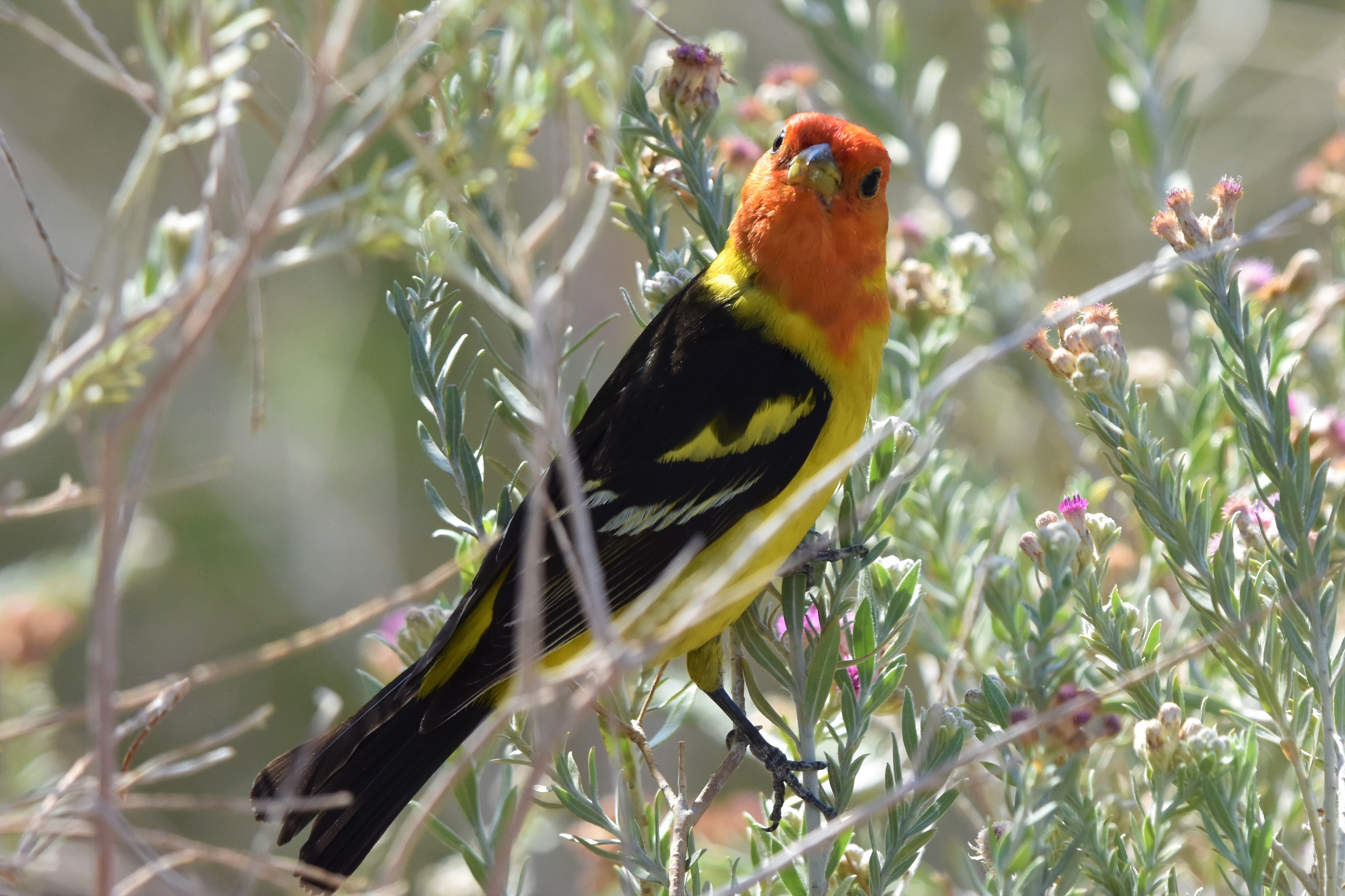 Western Tanager