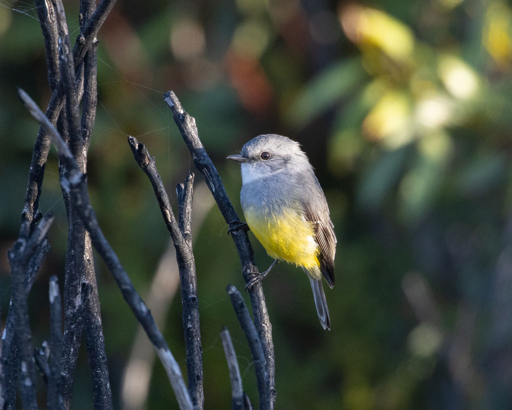 Western Yellow Robin