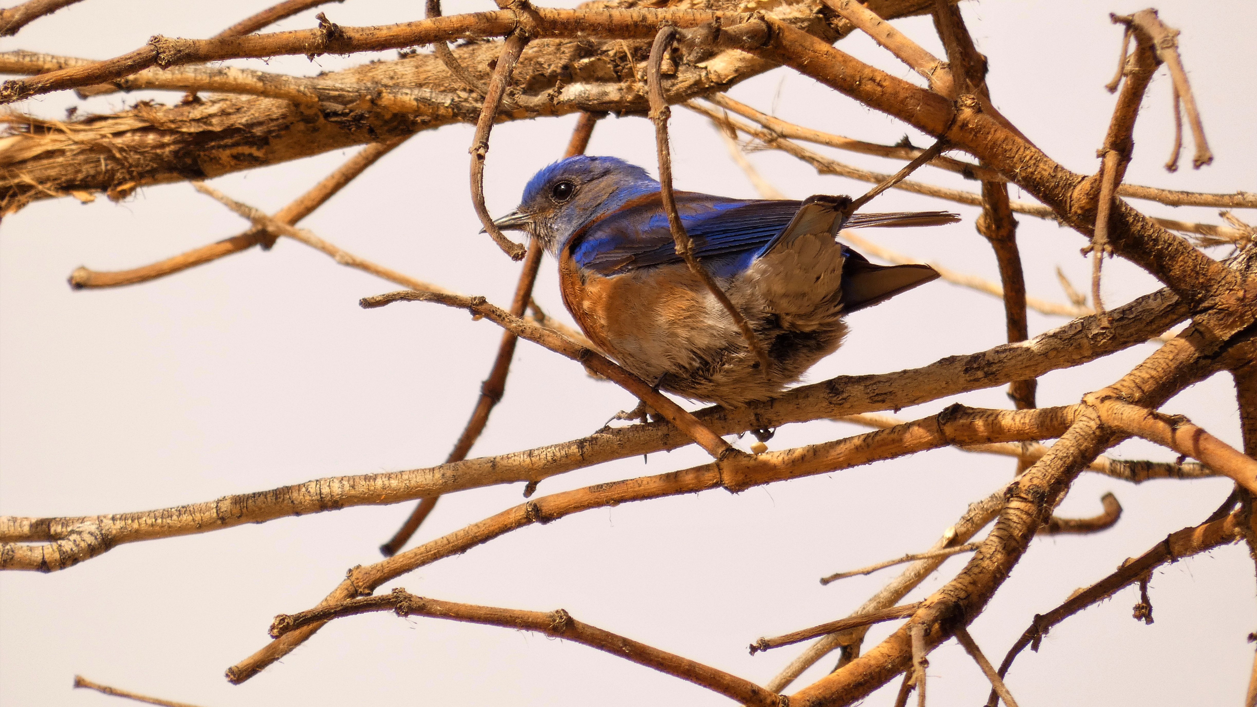 WesternBluebird.jpg