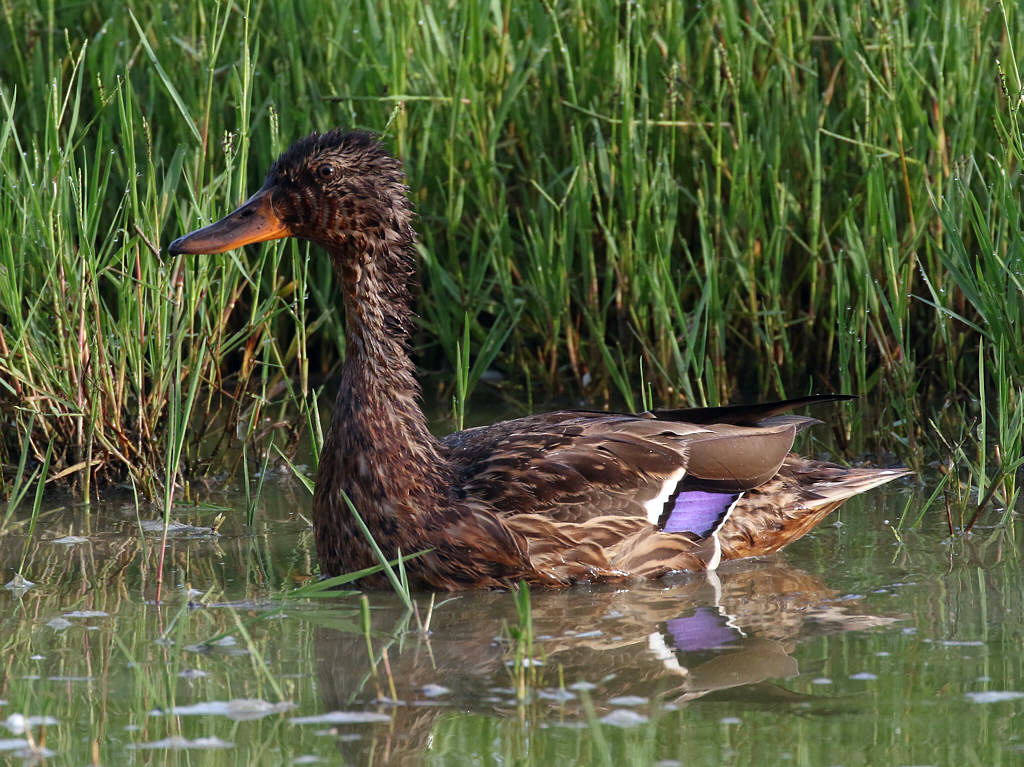 Wet bird