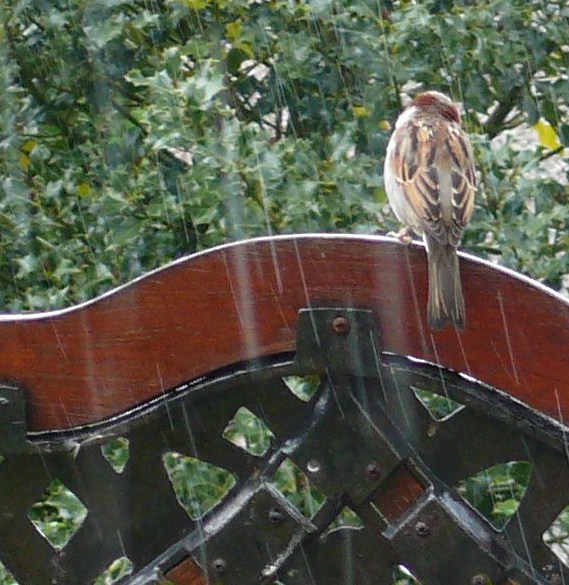 Wet Sparrow