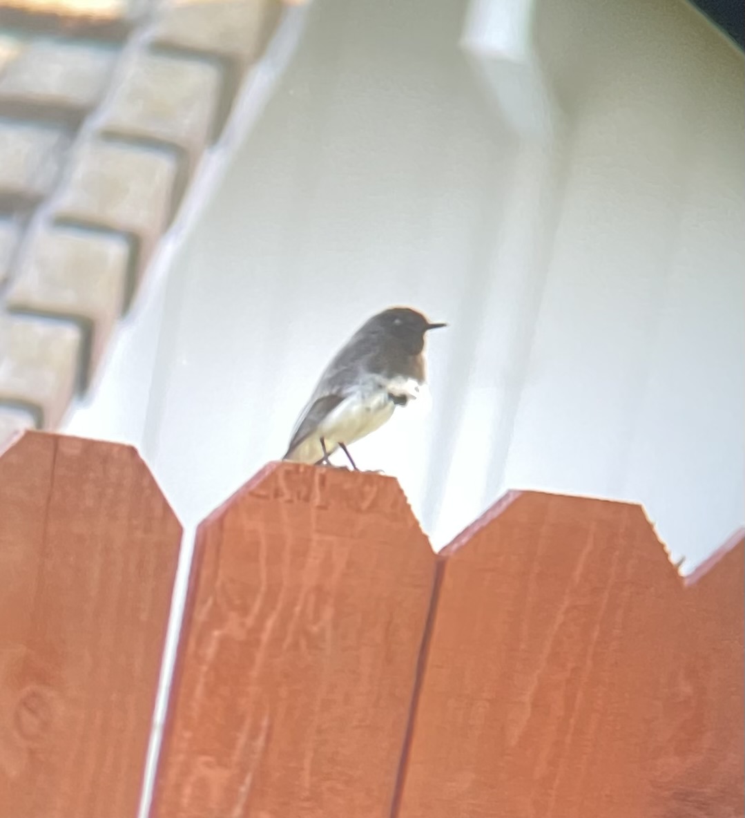 What’s with the fancy getup!? (Black Phoebe)