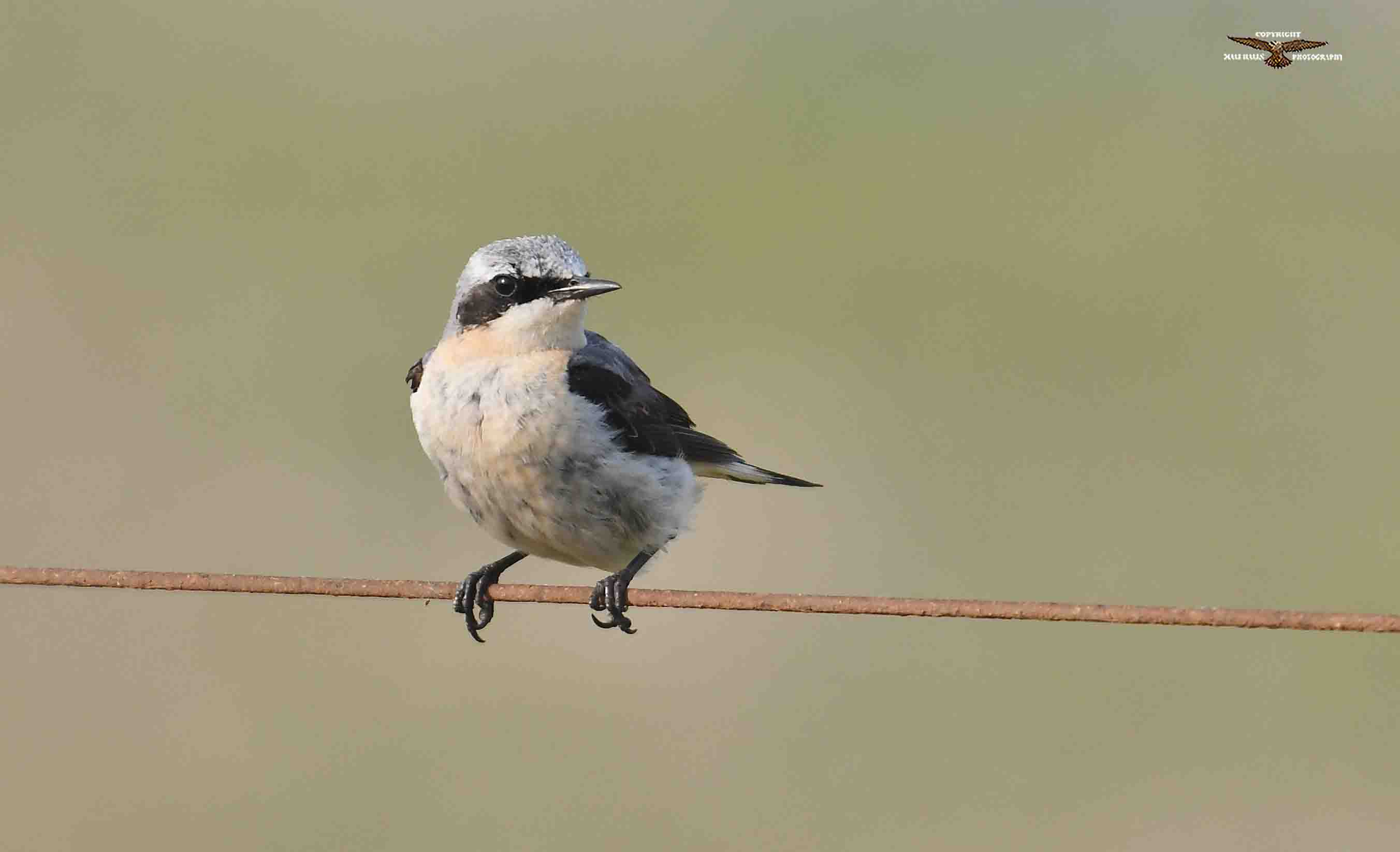 Wheatear 0587 (1).jpg