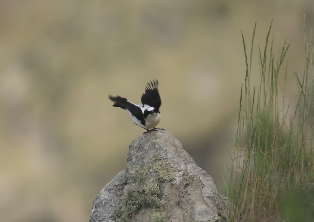 Wheatear Black Eared