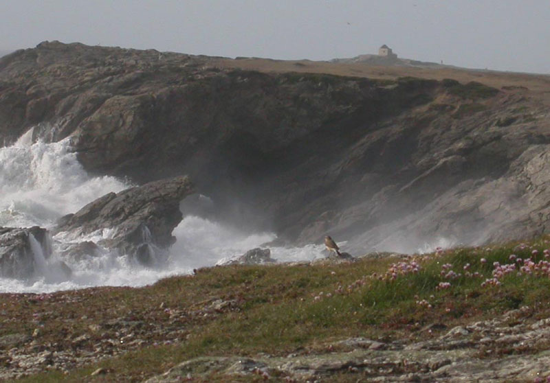 Wheatear enjoys the view
