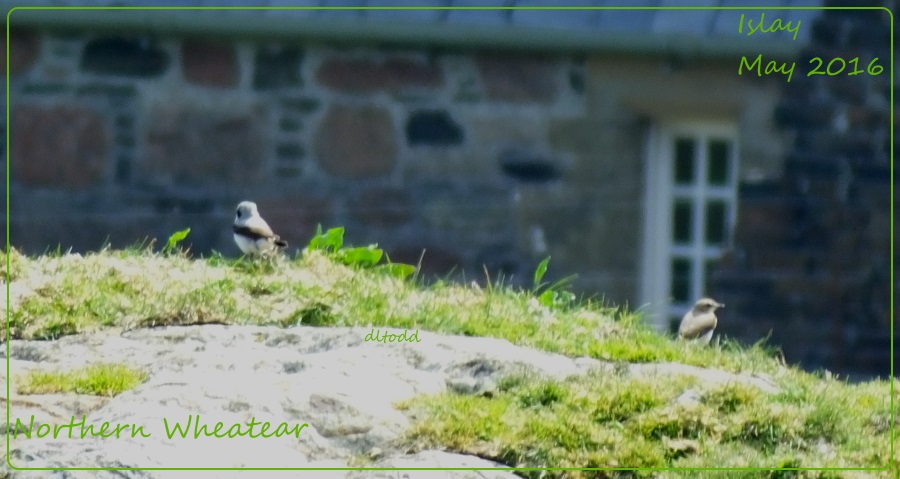 Wheatear