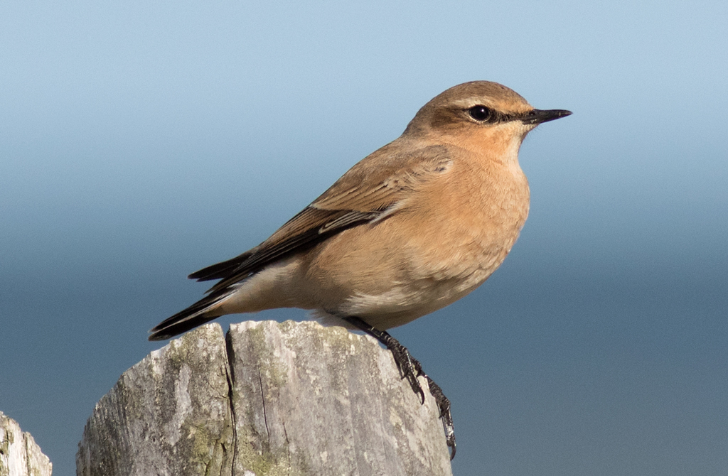 Wheatear