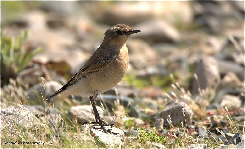 Wheatear