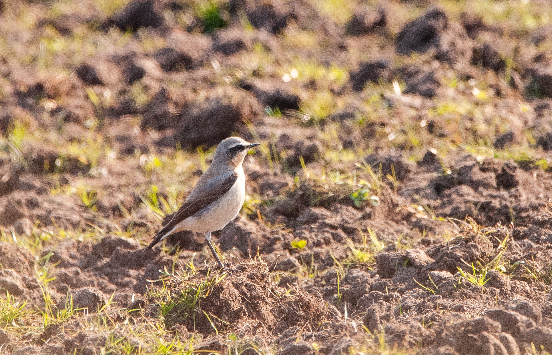 Wheatear