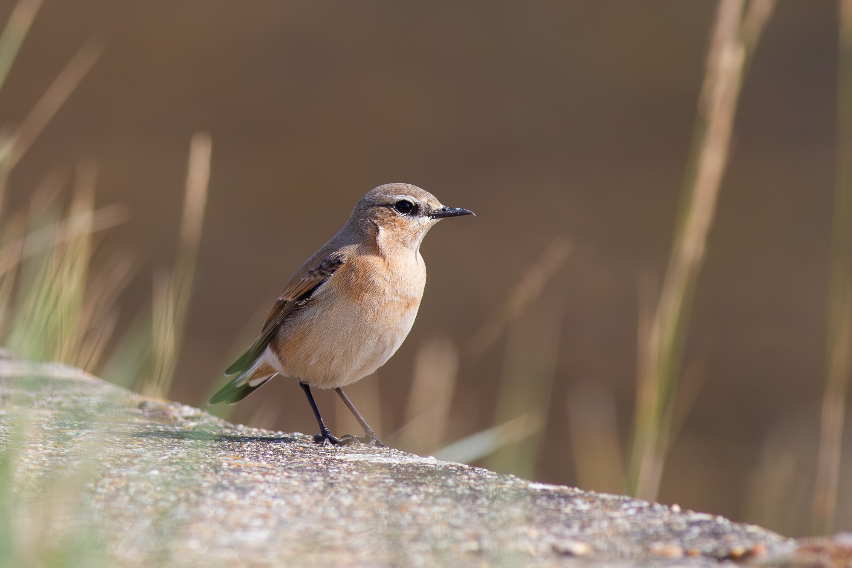 Wheatear