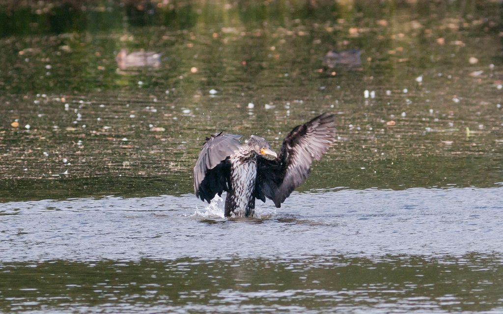 When I grow up I want to be a Golden Eagle