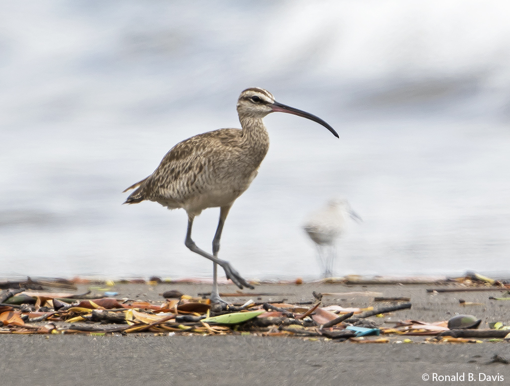 Whimbrel C-RICA SER 2