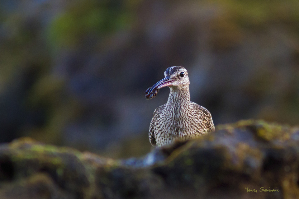 Whimbrel fishing crabs