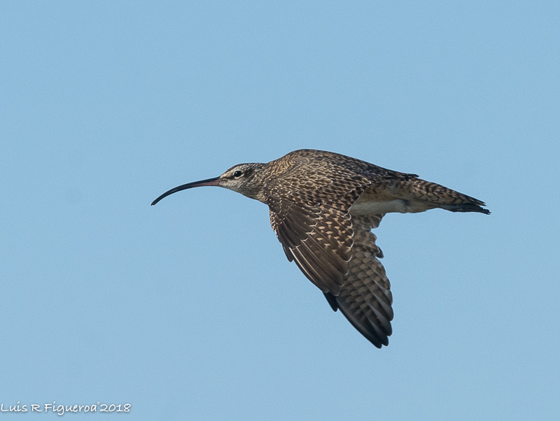 Whimbrel flying