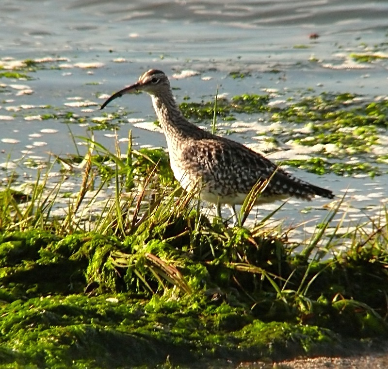 Whimbrel