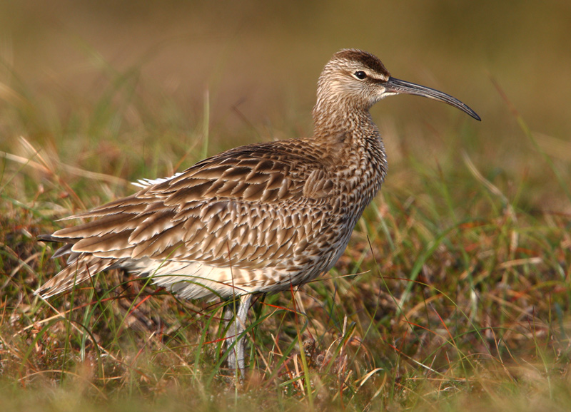 Whimbrel