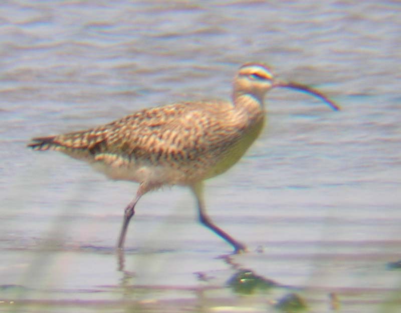 Whimbrel