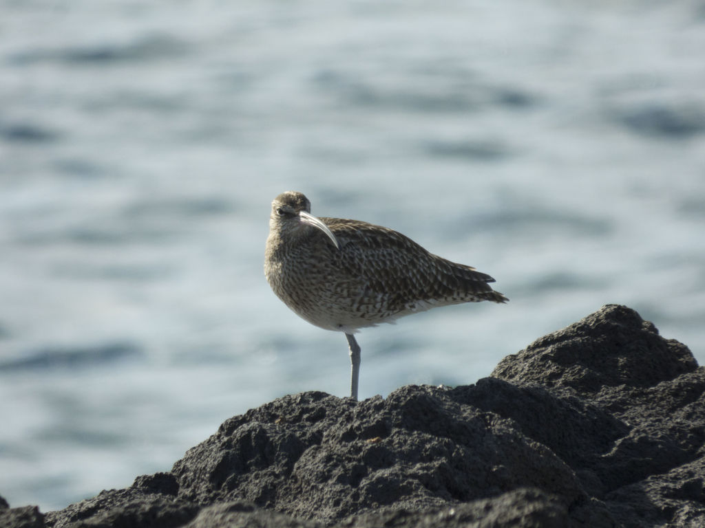 Whimbrel