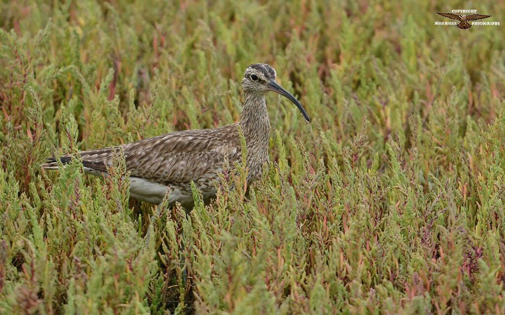 Whimbrel