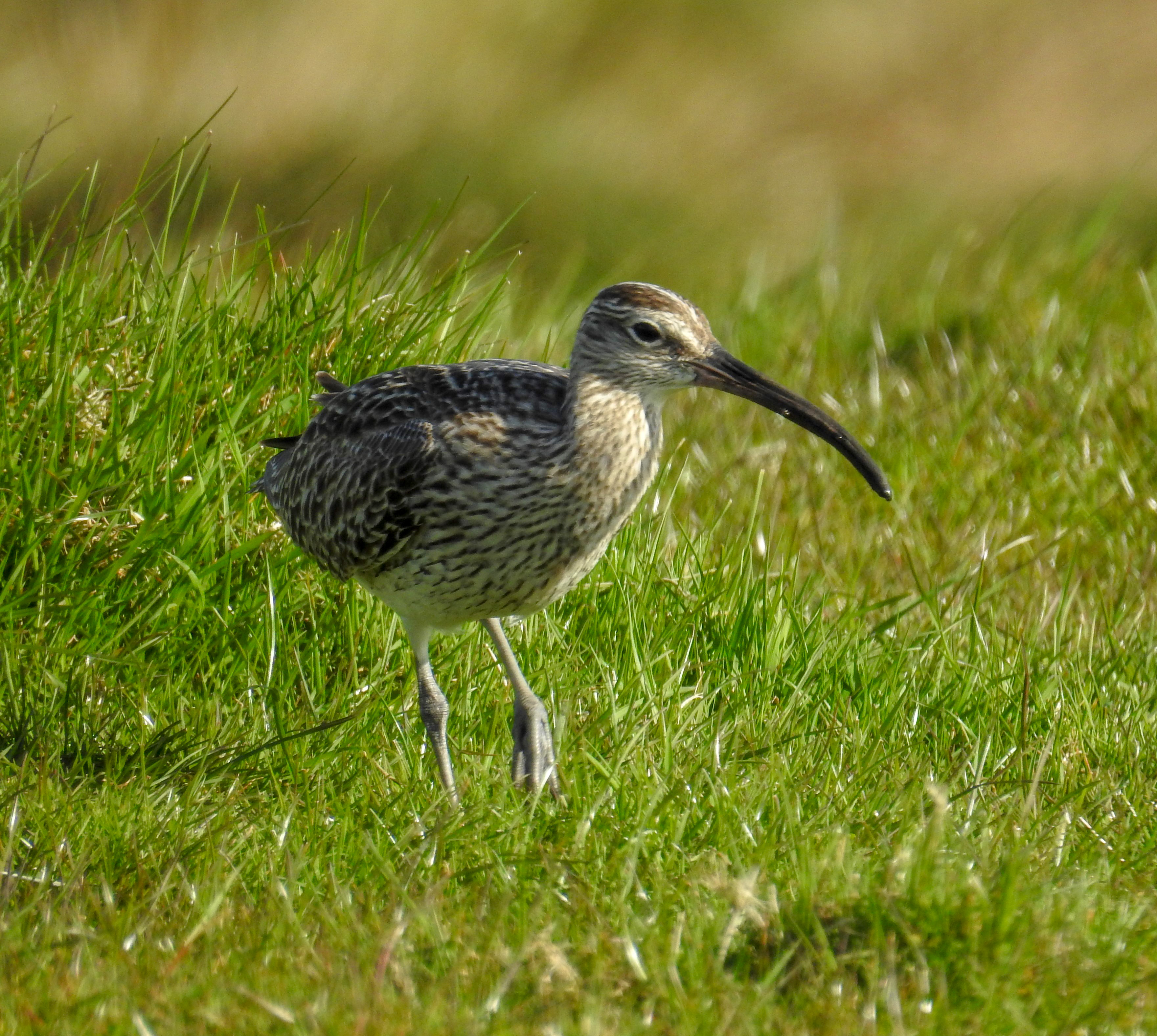 Whimbrel