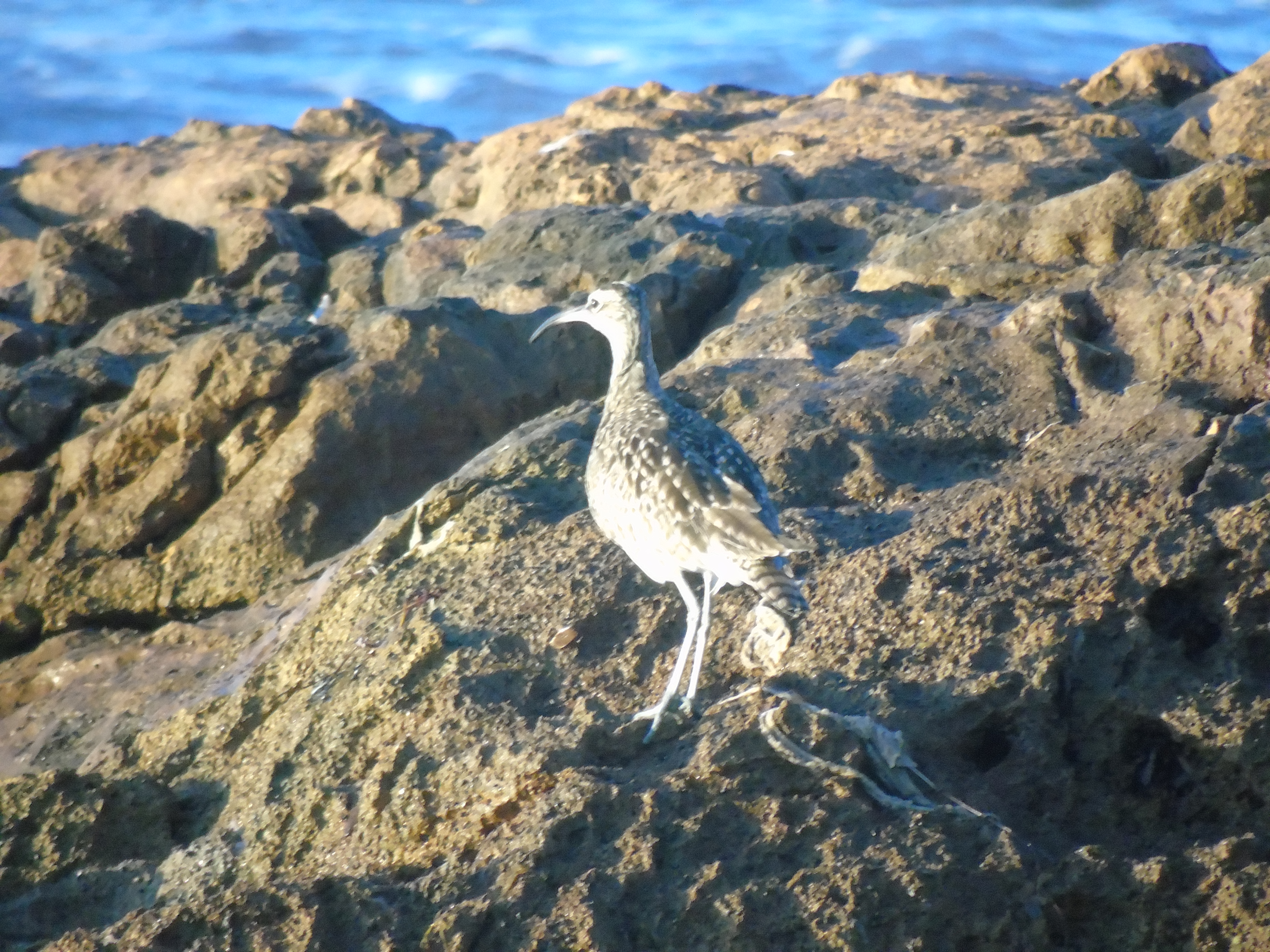 Whimbrel