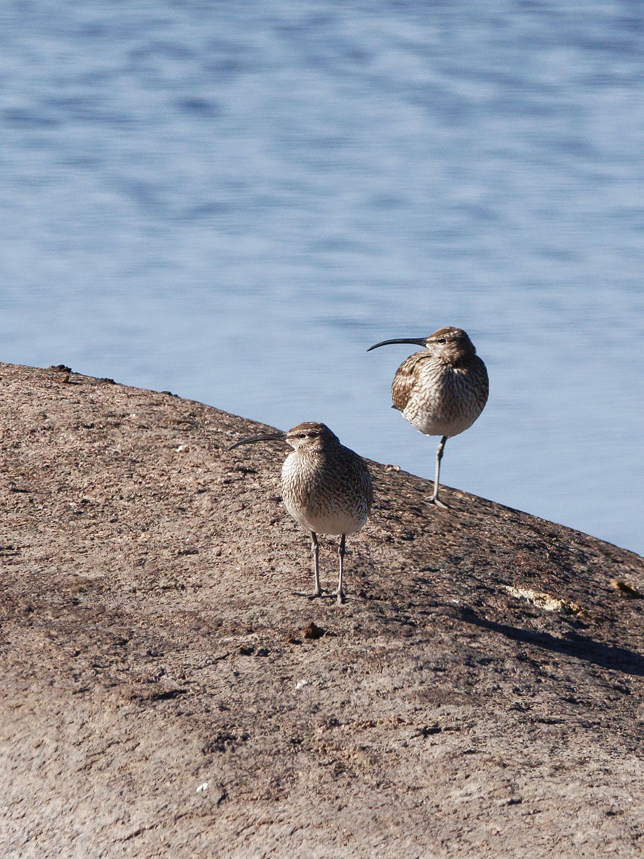 Whimbrels