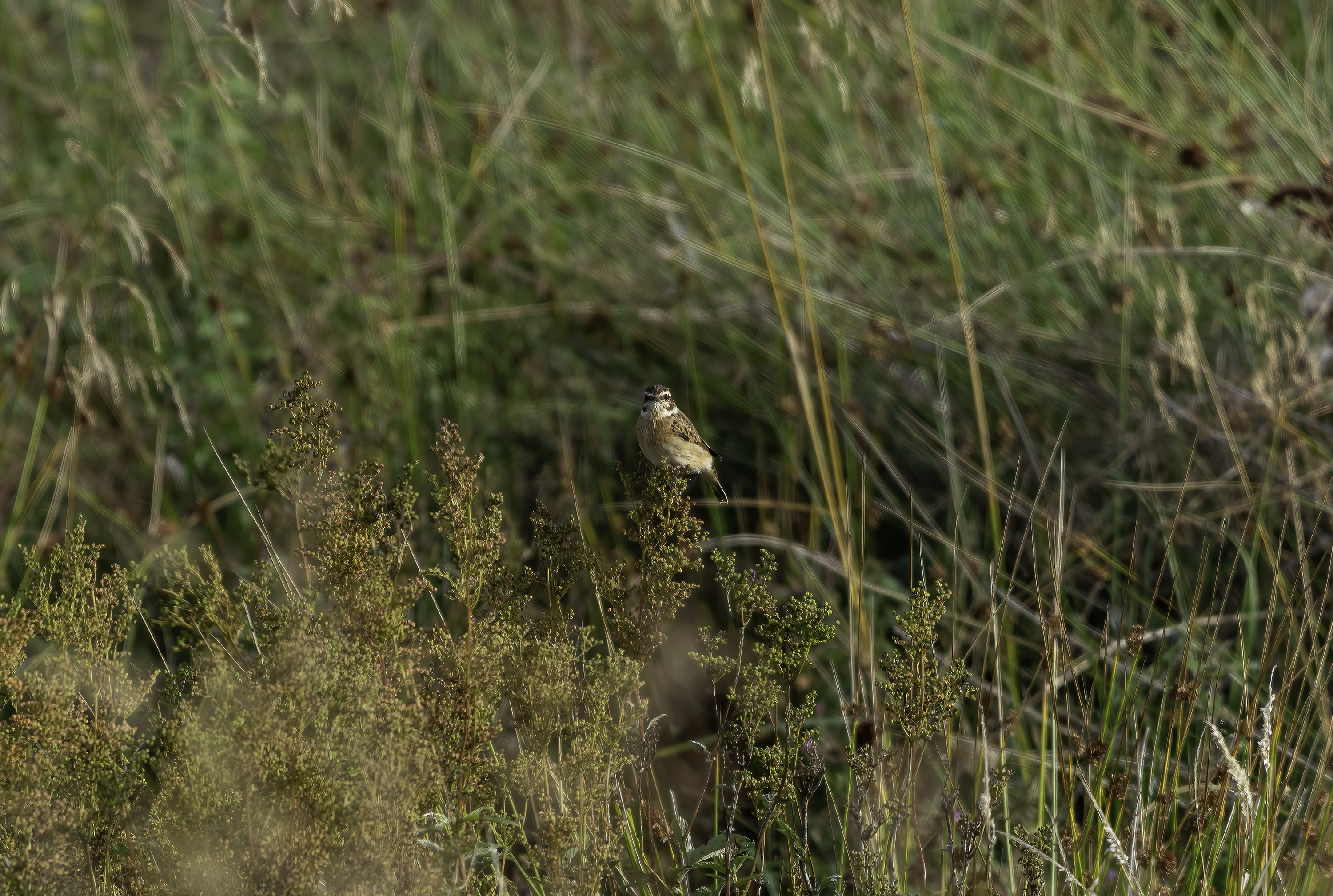 Whinchat male in the reed-beds