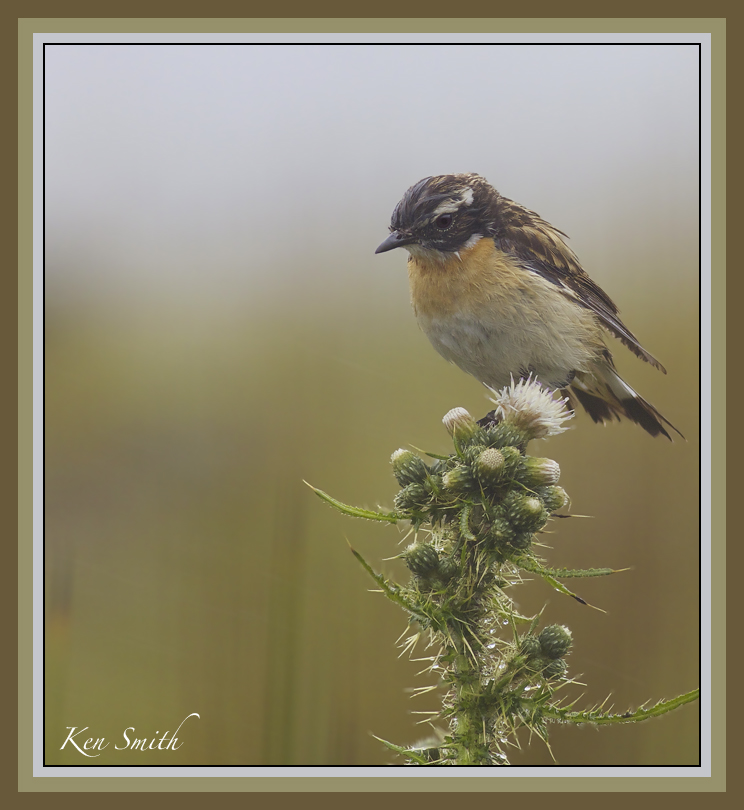 Whinchat on Thistle.   (Female)