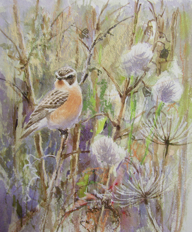 whinchat portrait