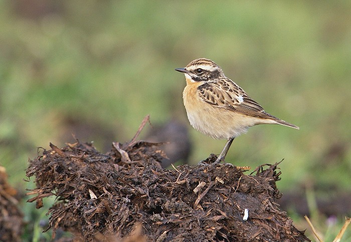 Whinchat