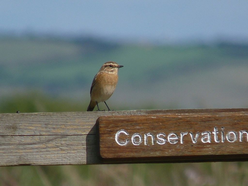 whinchat