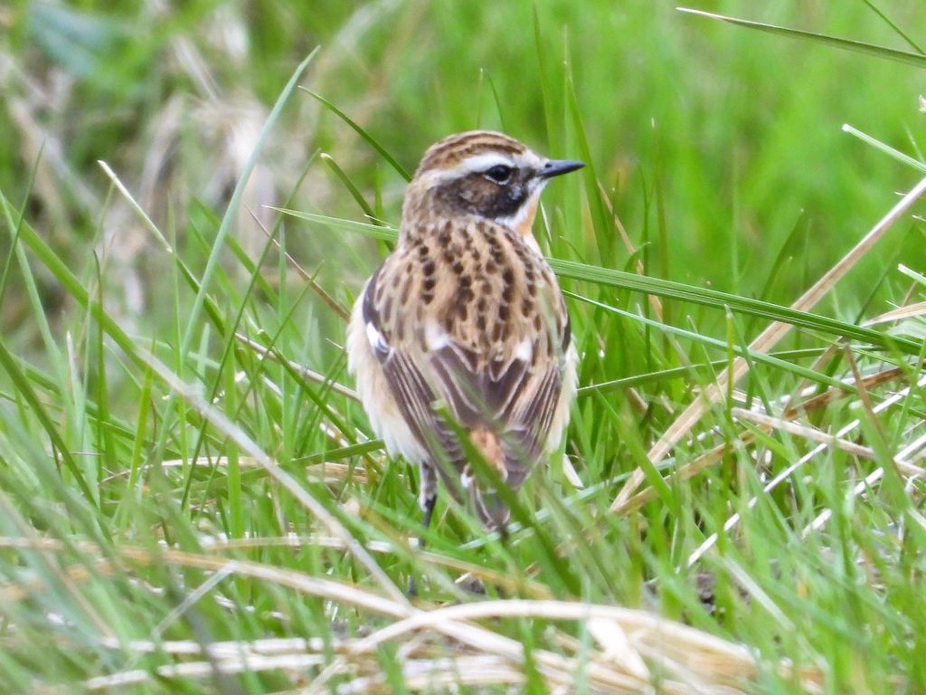 Whinchat