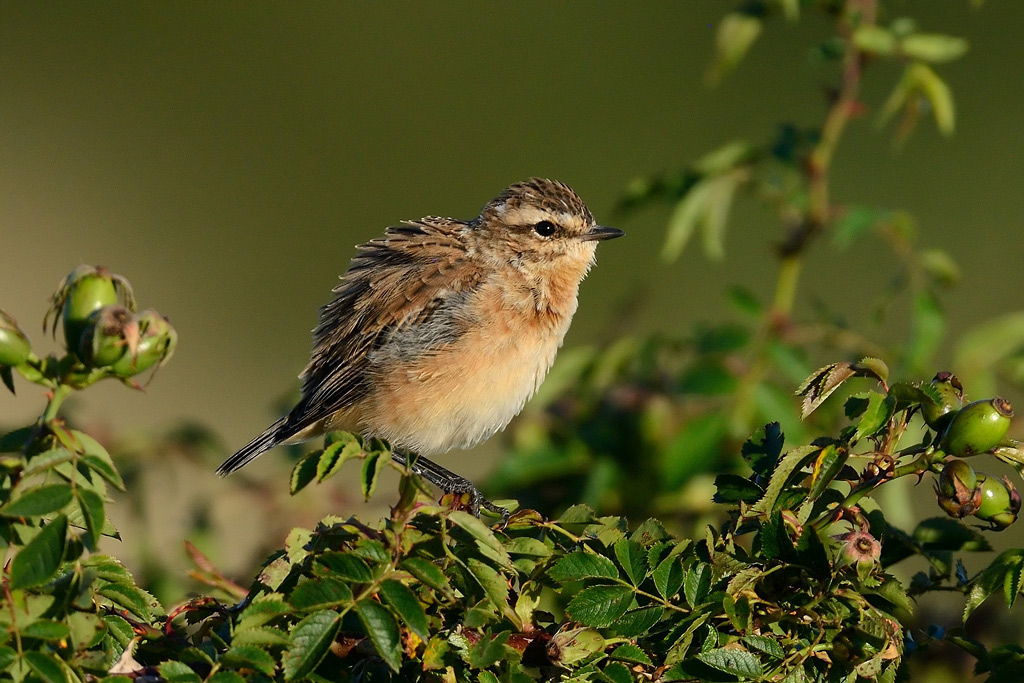 Whinchat