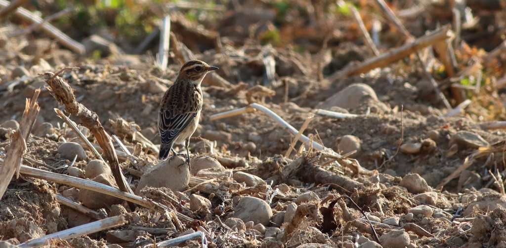 whinchat