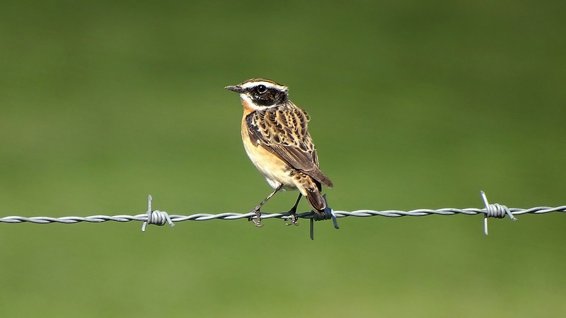 Whinchat