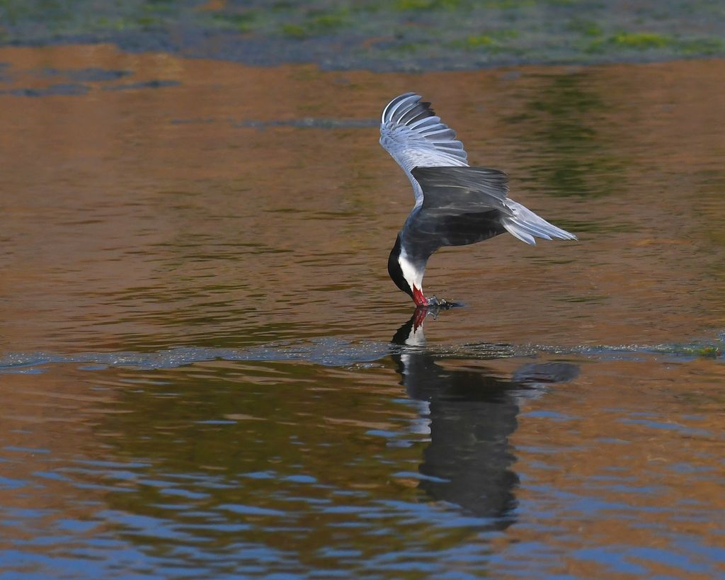 Whiskered Tern