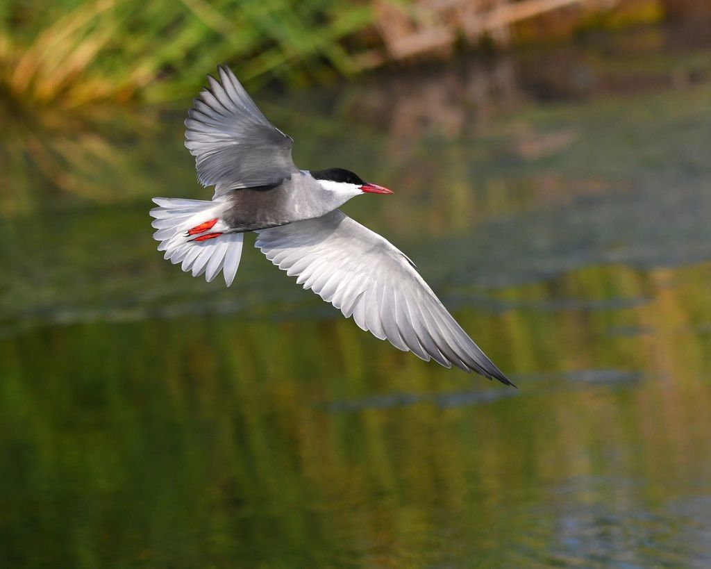 Whiskered Tern