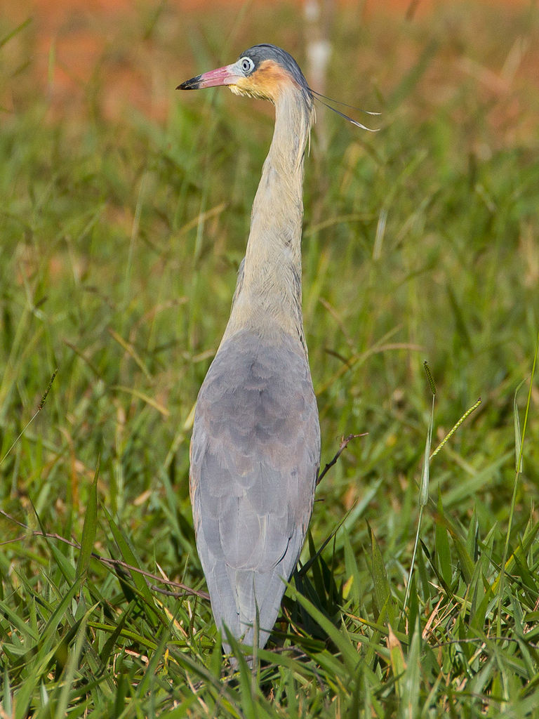 Whistling Heron