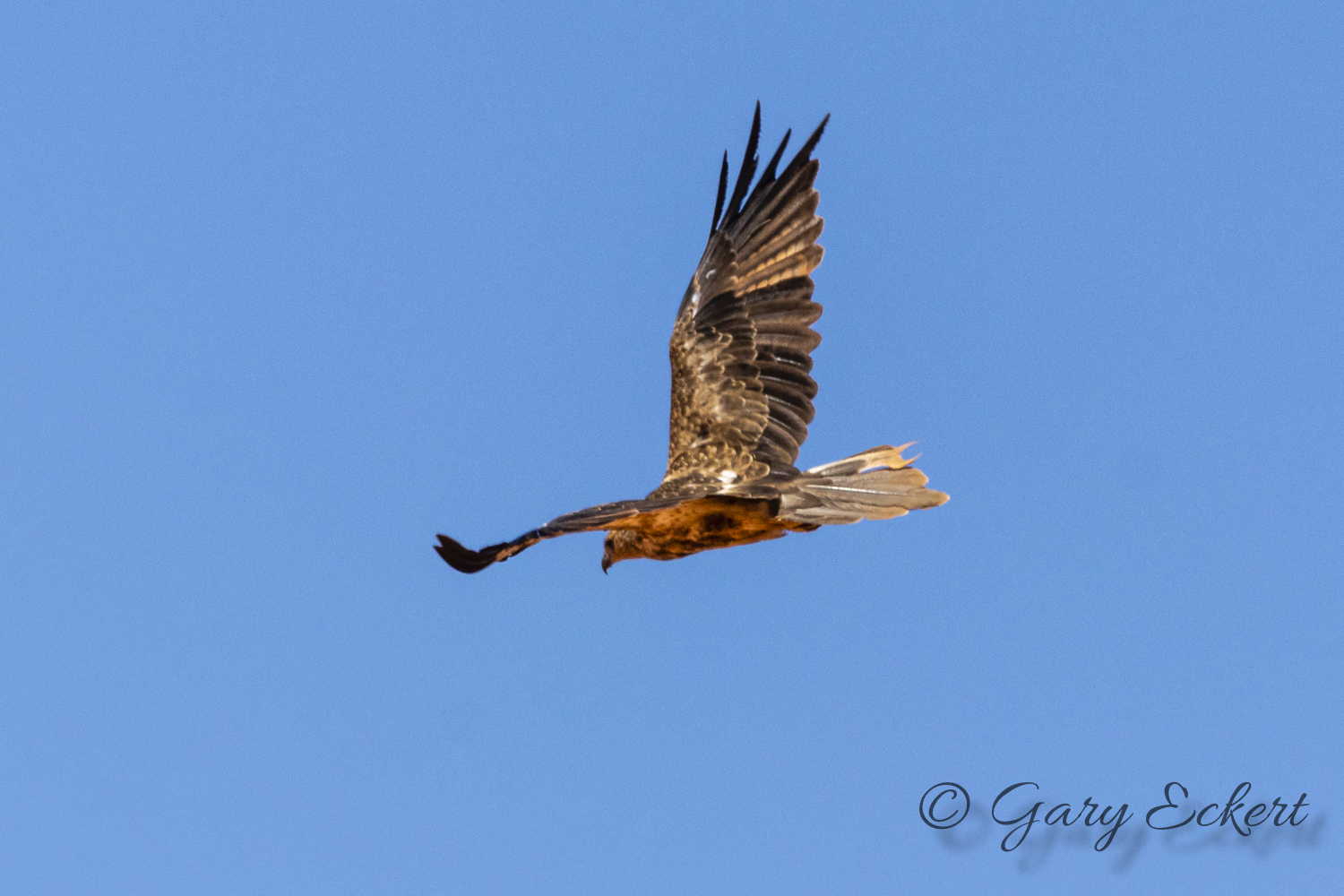 Whistling Kite