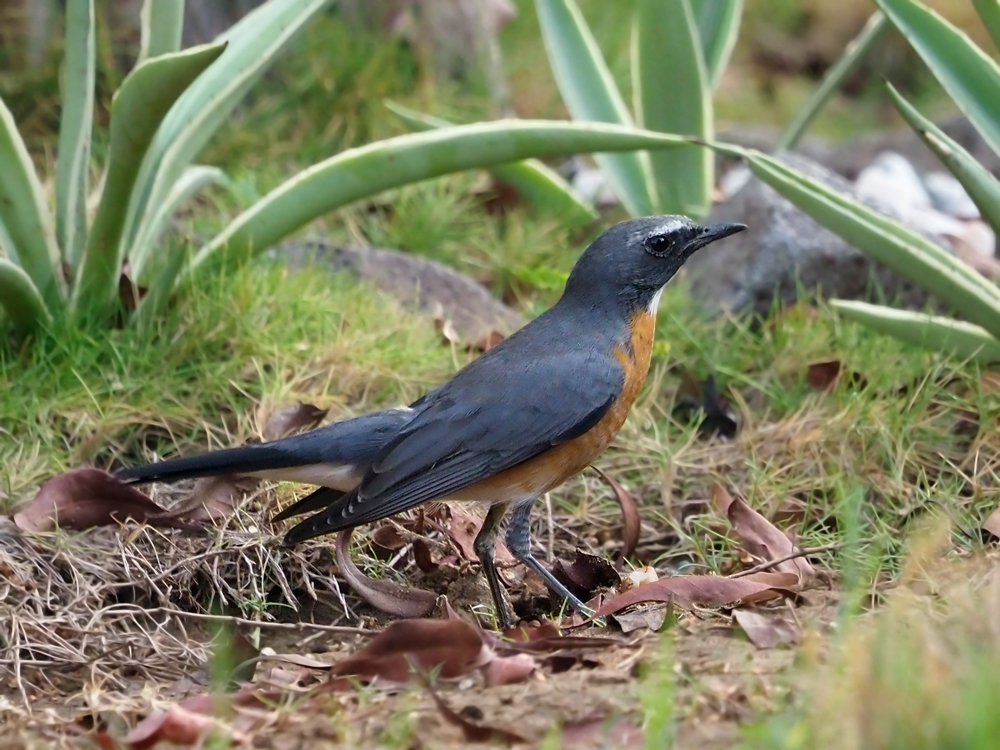 White‑throated Robin