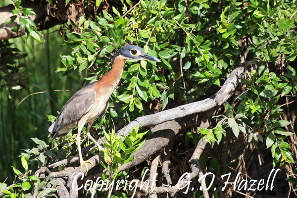 White-backed Night-heron