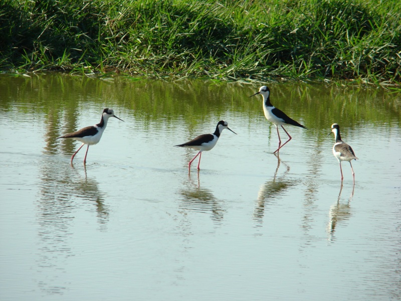 White-backed Stilts