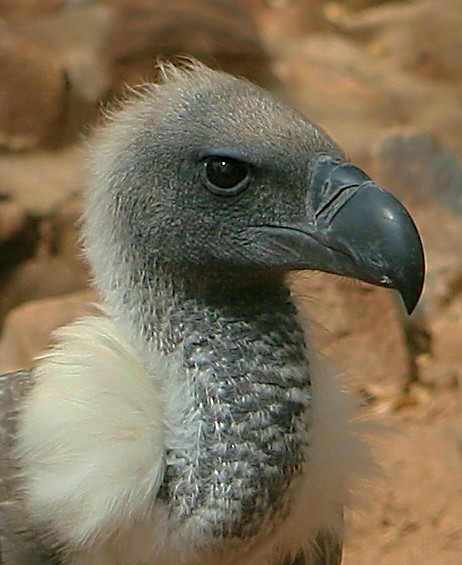 White-backed Vulture