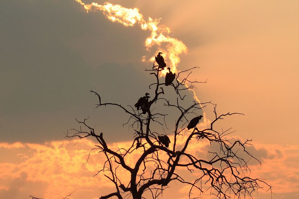 White-backed Vultures