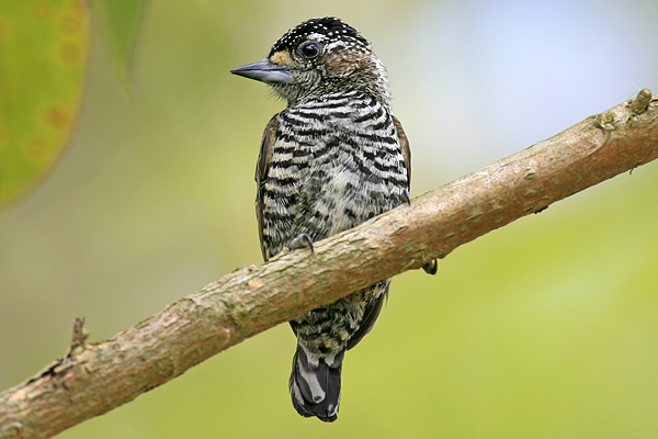 White-barred Piculet - Regua Wetland, SE Brazil